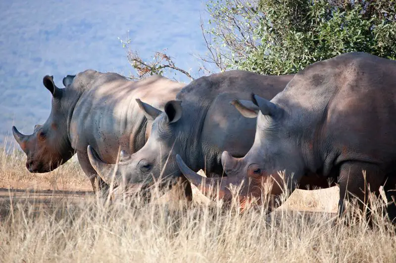 rhino in south africa travel guide before visiting