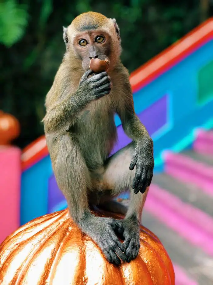 Macaque monkey batu caves malaysia