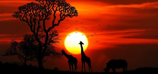 Beautiful African sunset Countries in Africa with animals safari
