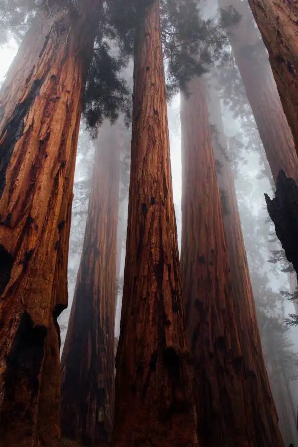 Sequoia National Park trees best place to visit United States bucket list