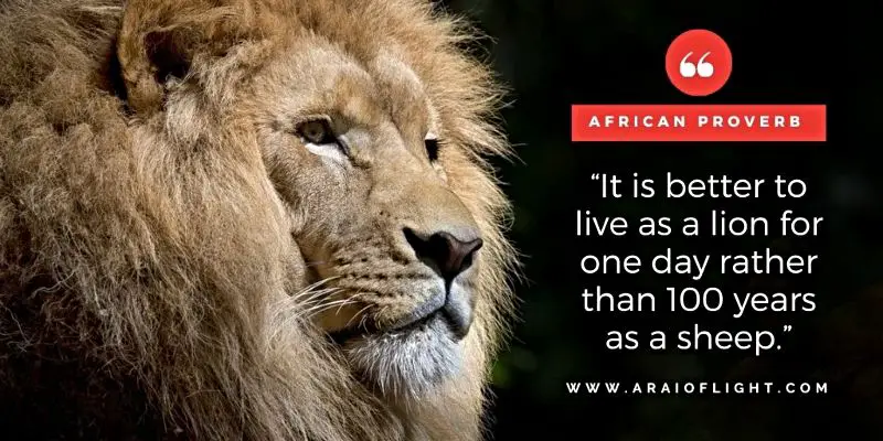 Powerful African Proverbs lion sheep
